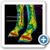 EquineIR condition consistent with suspensory desmitis